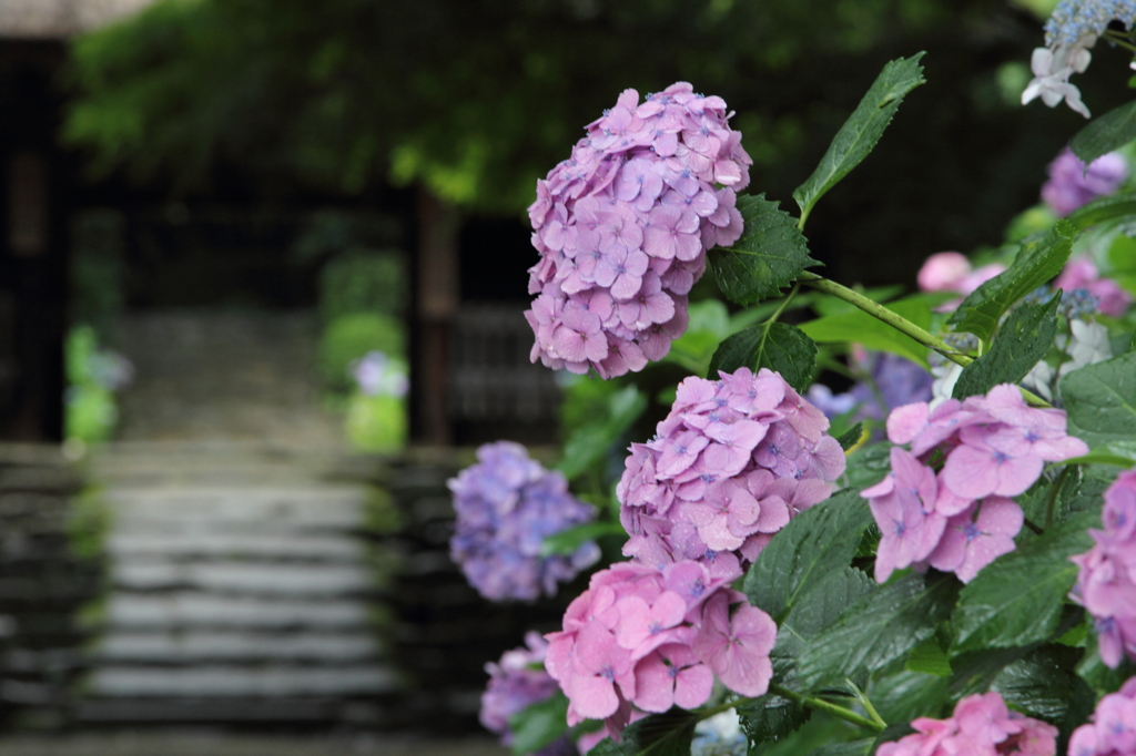 紫陽花②