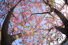早春桜咲く