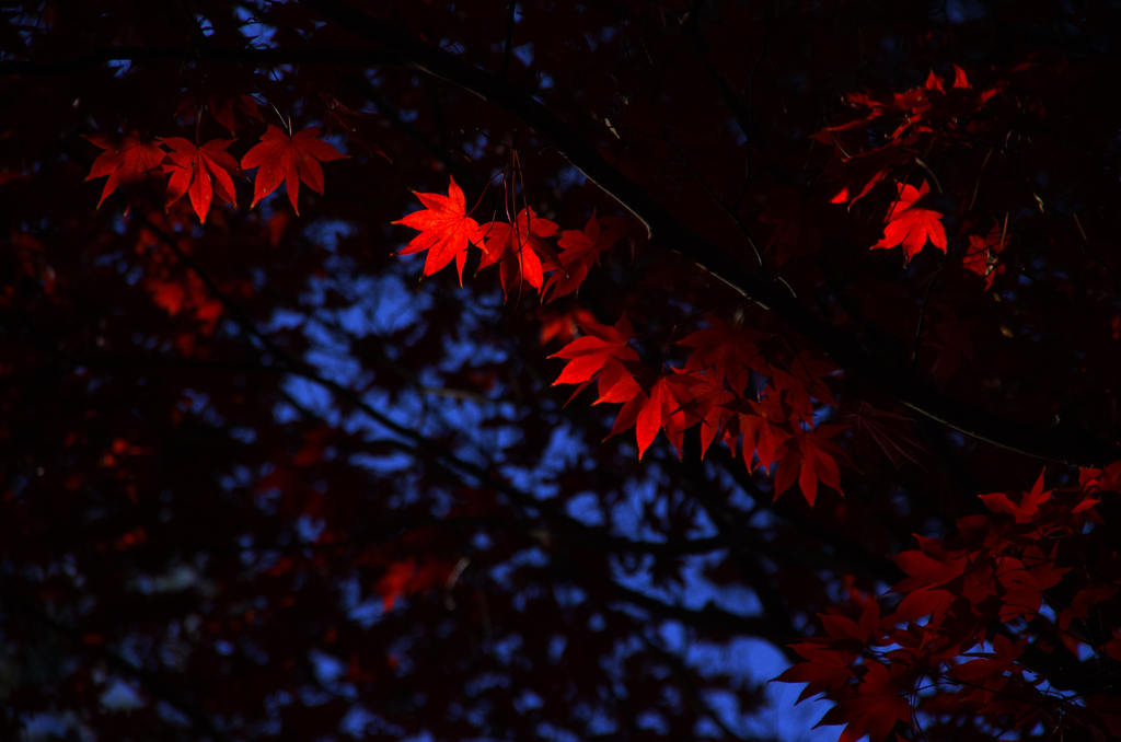 紅の葉