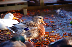 紅葉のなかの水辺