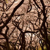 DSC_2525 resize