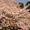 DSC_2462 resize