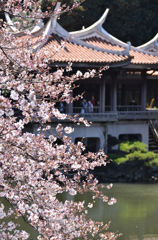 御苑の桜