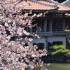 御苑の桜