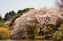 春の舞