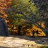 苗木城跡の紅葉