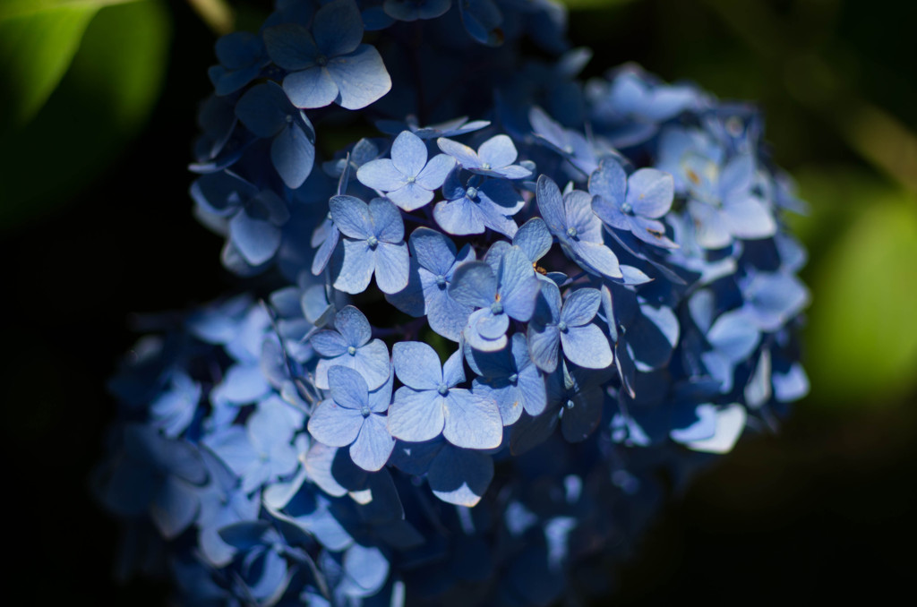 紫陽花