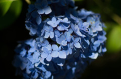 紫陽花