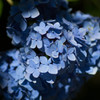 紫陽花