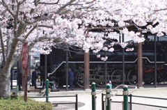 桜とD51