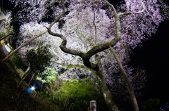 夜桜心酔