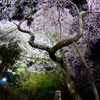 夜桜心酔