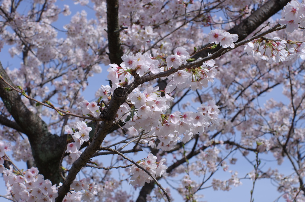 桜