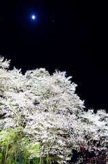 夜桜心酔