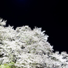 夜桜心酔
