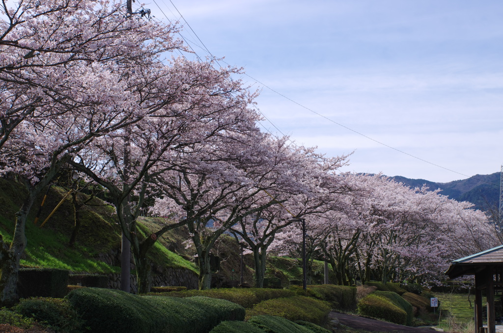 桜