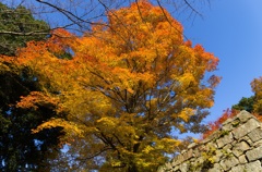 苗木城跡の紅葉