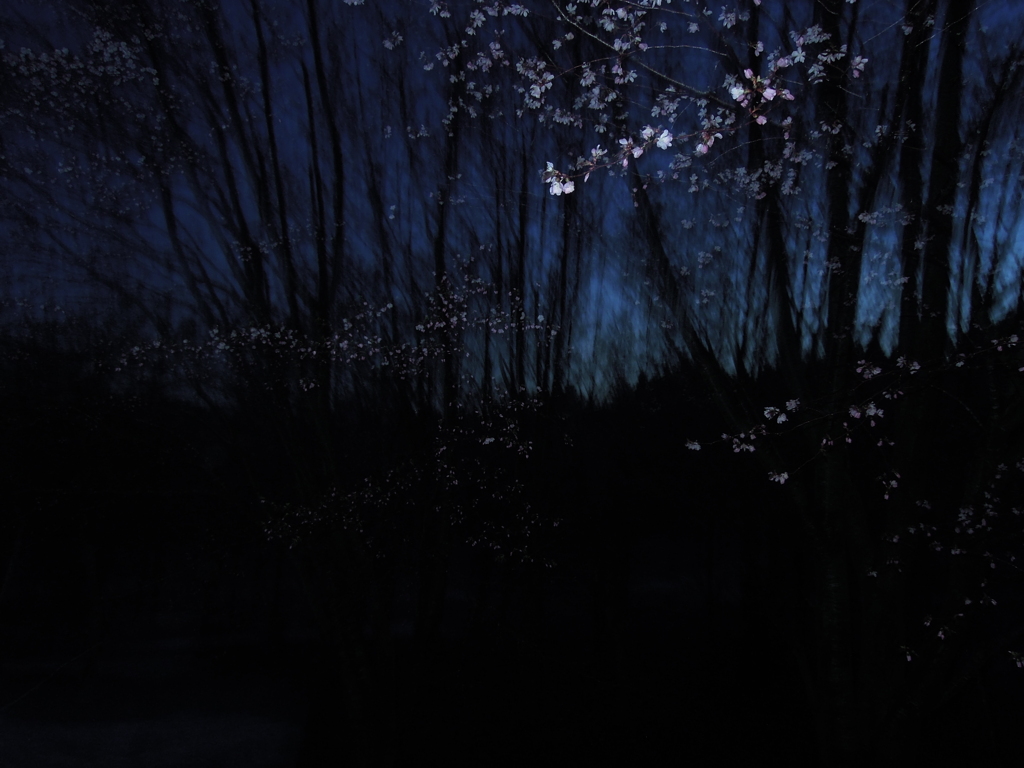 夜桜