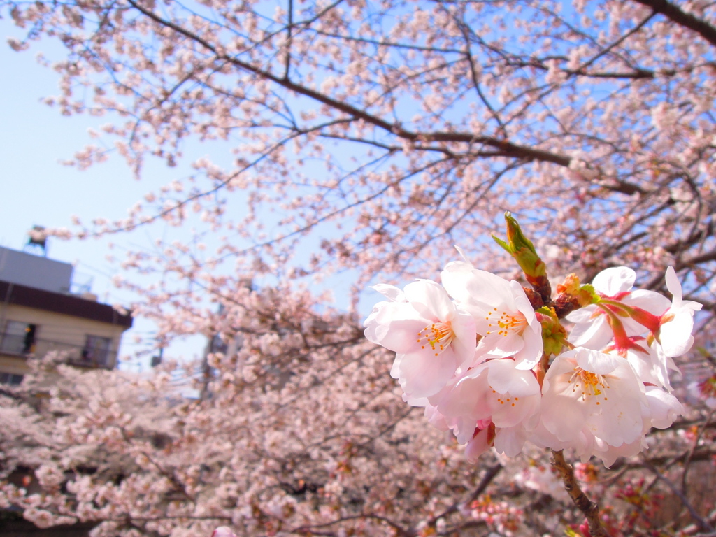 桜