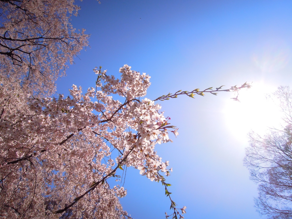 枝垂桜