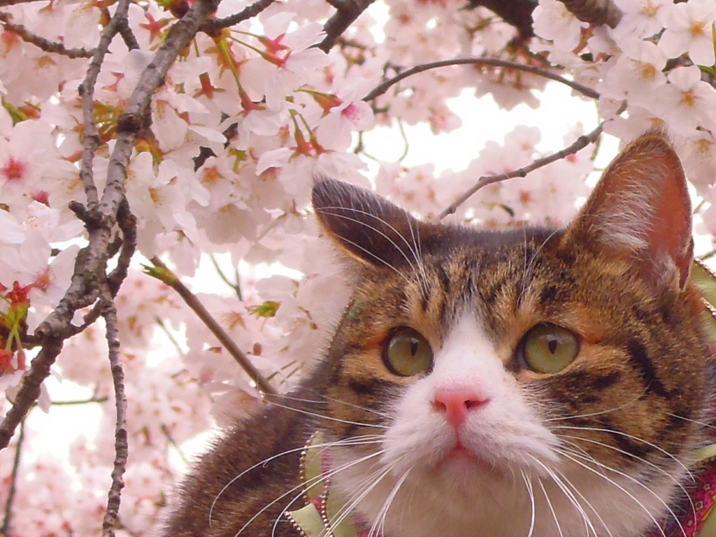 猫
