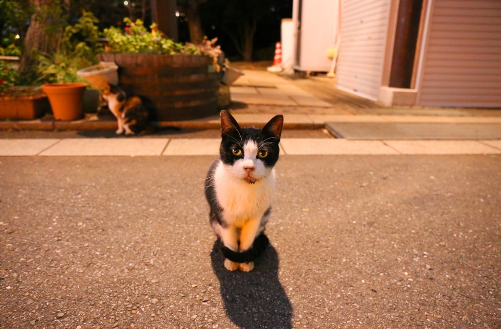 なにかちょうだい。