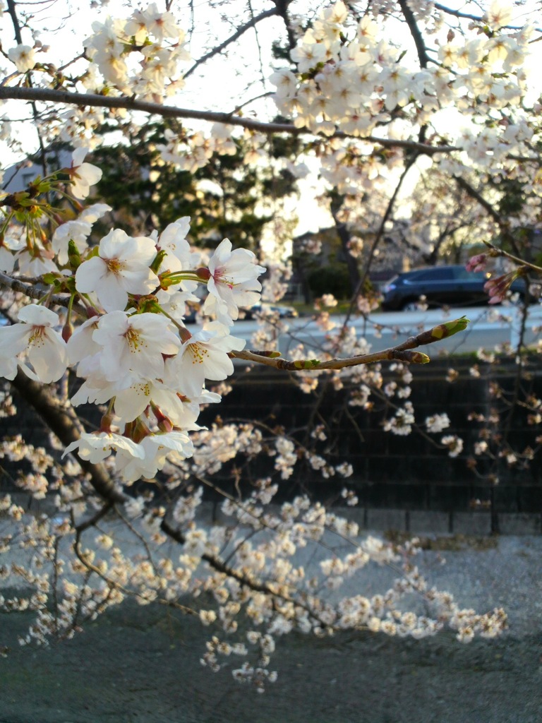 桜は陽を浴びて