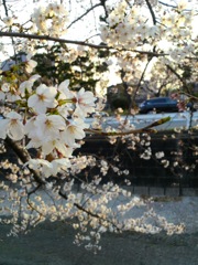 桜は陽を浴びて
