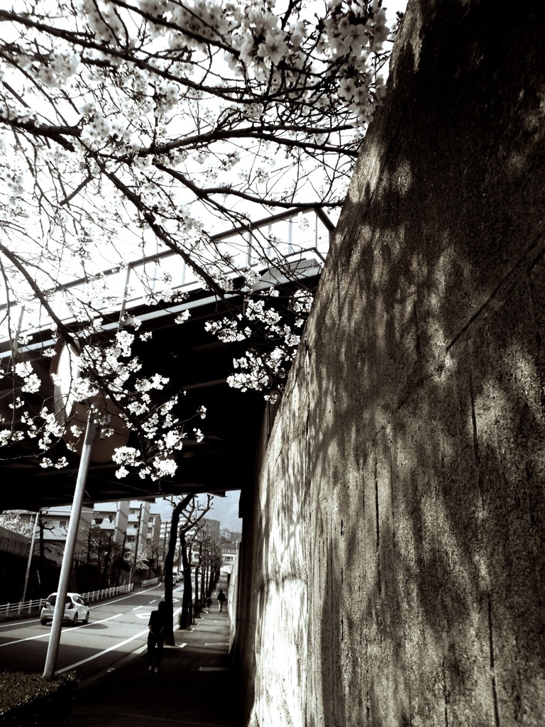 過ぎつ桜に