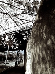 過ぎつ桜に