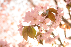 桜（D5100）