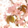 桜（D5100）
