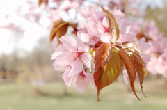 北海道の桜