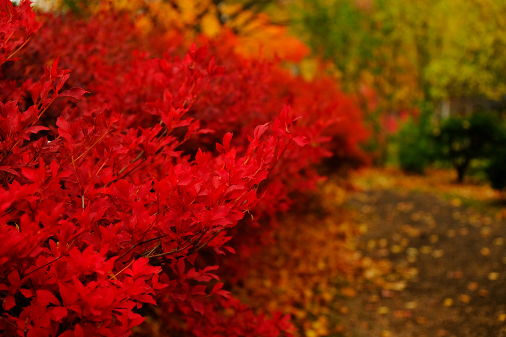 秋終わりの紅葉 (ちょっと修正Ver)