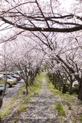桜のトンネル