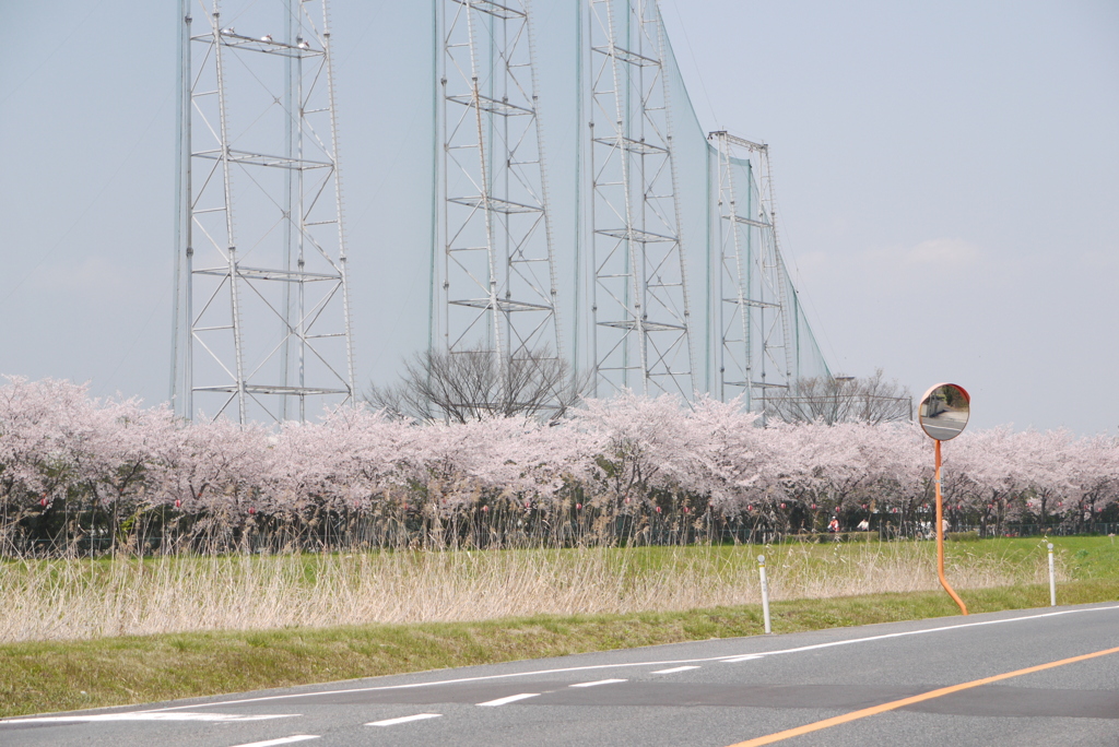 桜の壁