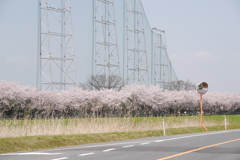 桜の壁