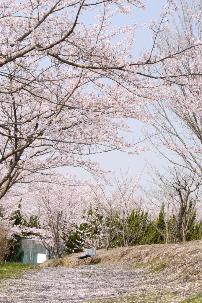 一面桜
