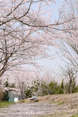 一面桜