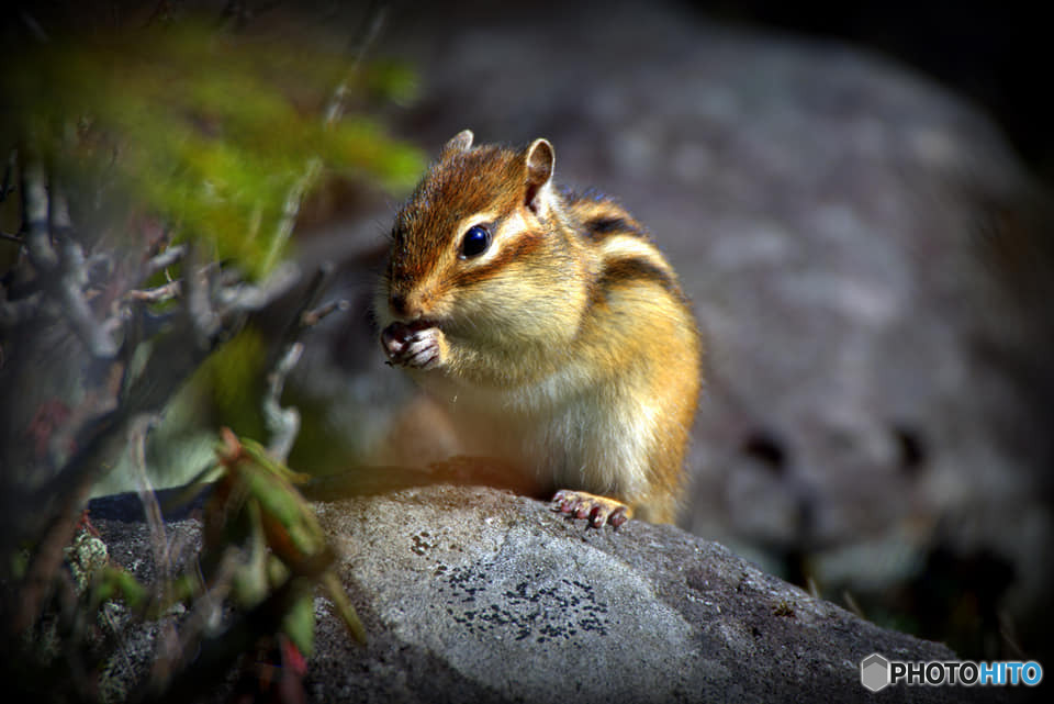 シマリス