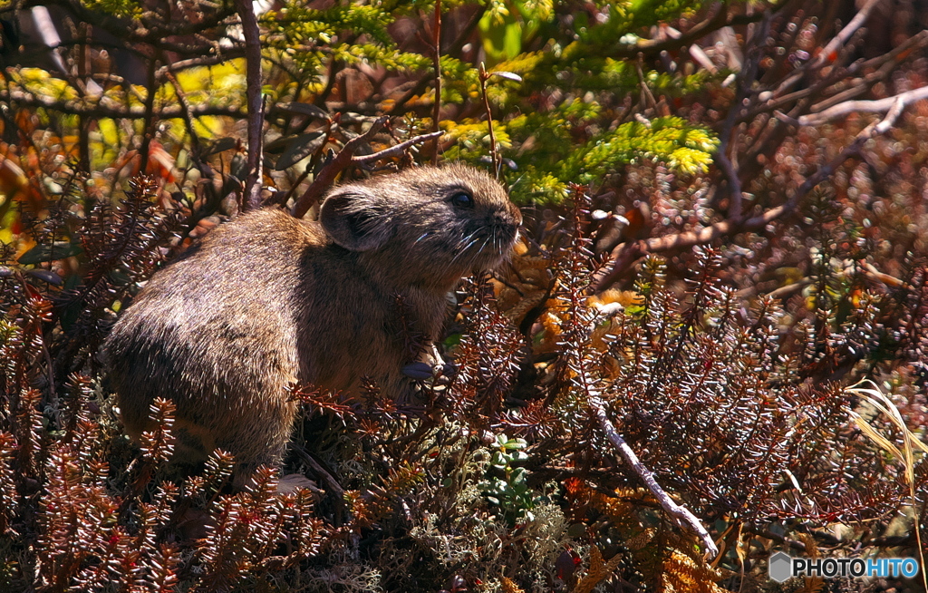 ナキウサギ