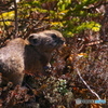 ナキウサギ