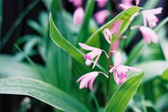 にわのはな　むらさき