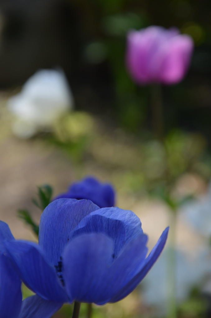 庭の花２０１２春・アネモネ