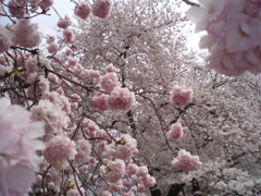 雨のち桜