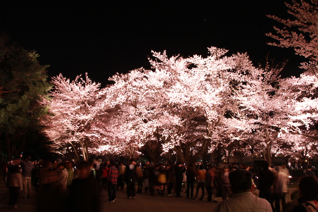 夜桜