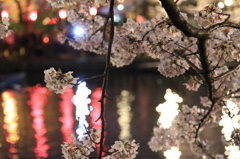 夜桜２