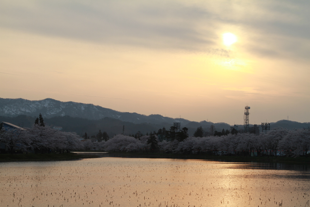 残雪と桜と夕日