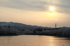 残雪と桜と夕日