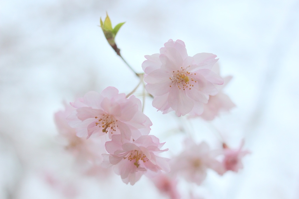 八重桜